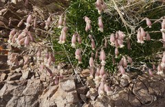 Silene turgida