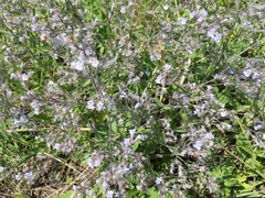 Nepeta parviflora