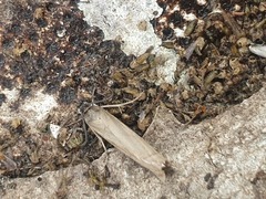 Chrysoteuchia culmella