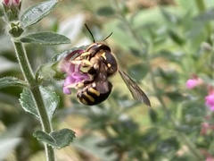 Anthidium florentinum