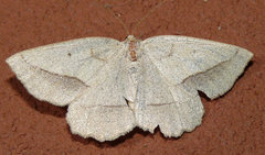 Euchlaena irraria