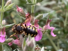 Anthidium florentinum