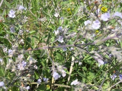 Nepeta parviflora