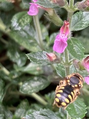 Anthidium florentinum