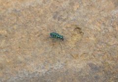 Cosmodela barmanica