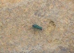 Cosmodela barmanica