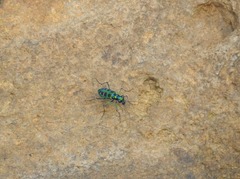 Cosmodela barmanica