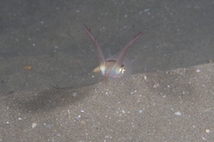Alloteuthis