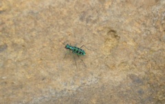 Cosmodela barmanica