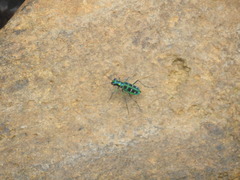 Cosmodela barmanica