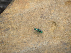 Cosmodela barmanica