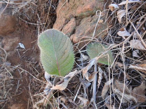 Image of Berkheya setifera by (c) Matthew Fainman, some rights reserved (CC BY)