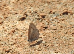 Acytolepis puspa