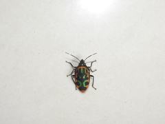 Tetrarthria variegata