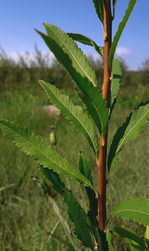 Gluosnialapė lanksva nuotrauka