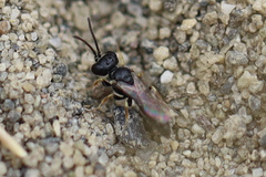 Miscophini