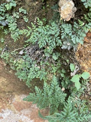 Cheilanthes tenuifolia