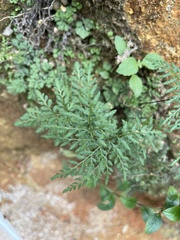 Cheilanthes tenuifolia