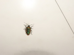 Tetrarthria variegata