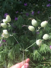 Silene vulgaris