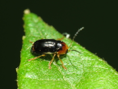 Cryptocephalus pusillus