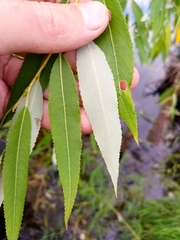 Salix triandra
