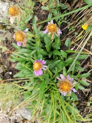 Aster alpinus
