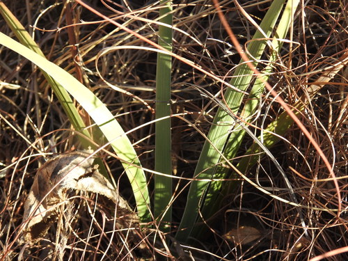 Image of Aristea torulosa by (c) Matthew Fainman, some rights reserved (CC BY)