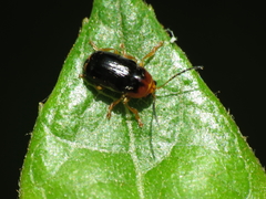 Cryptocephalus pusillus