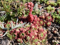 Sempervivum arachnoideum