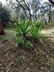 Doryanthes excelsa