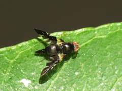 Aciura coryli