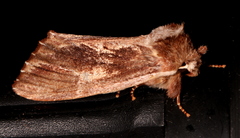 Hylaeora capucina