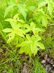 Anemonastrum dichotomum