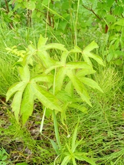 Anemonastrum dichotomum