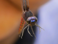 Hadrothemis defecta