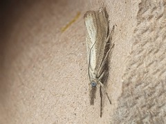 Agriphila selasella