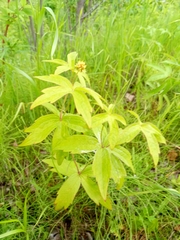 Anemonastrum dichotomum