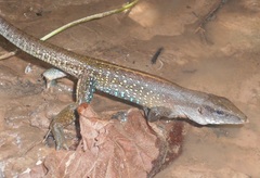 Ameiva praesignis