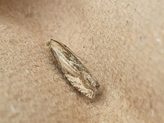 Eucosma cana