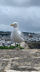 Larus argentatus