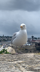 Larus argentatus