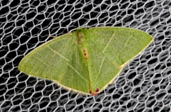 Urolitha bipunctifera