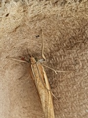 Agriphila tristella