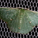 Prasinocyma iosticta - Photo (c) Victor W Fazio III, algunos derechos reservados (CC BY-NC), subido por Victor W Fazio III