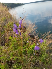 Campanula rotundifolia