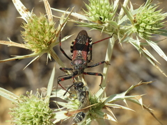 Rhynocoris cuspidatus