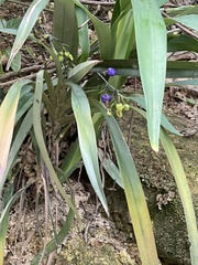 Dianella ensifolia