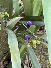 Dianella ensifolia