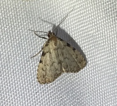 Dyspyralis puncticosta